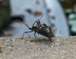 Image of Wheel Bug