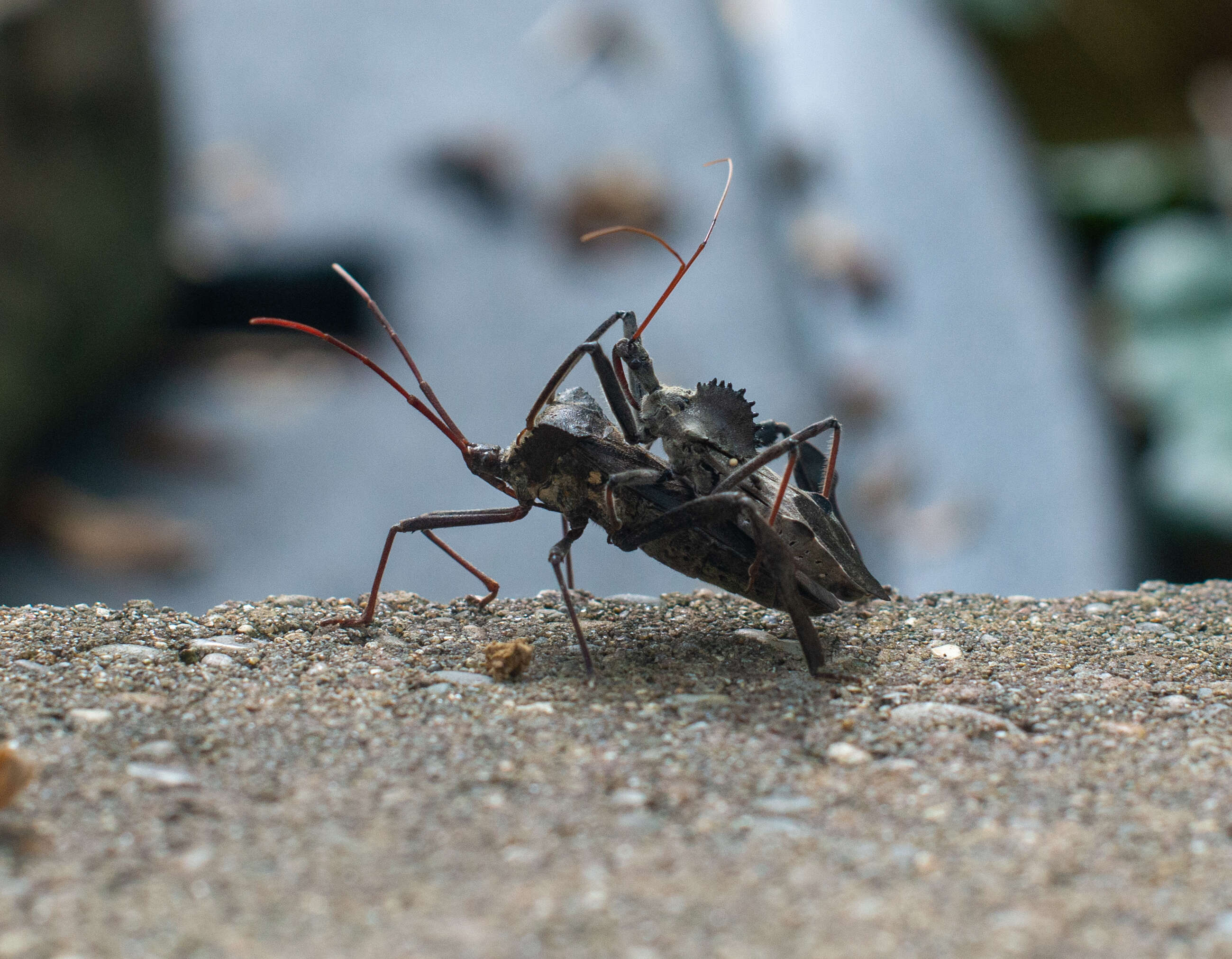 Image of Wheel Bug