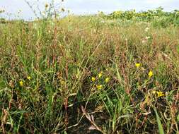 Image of hairy buttercup