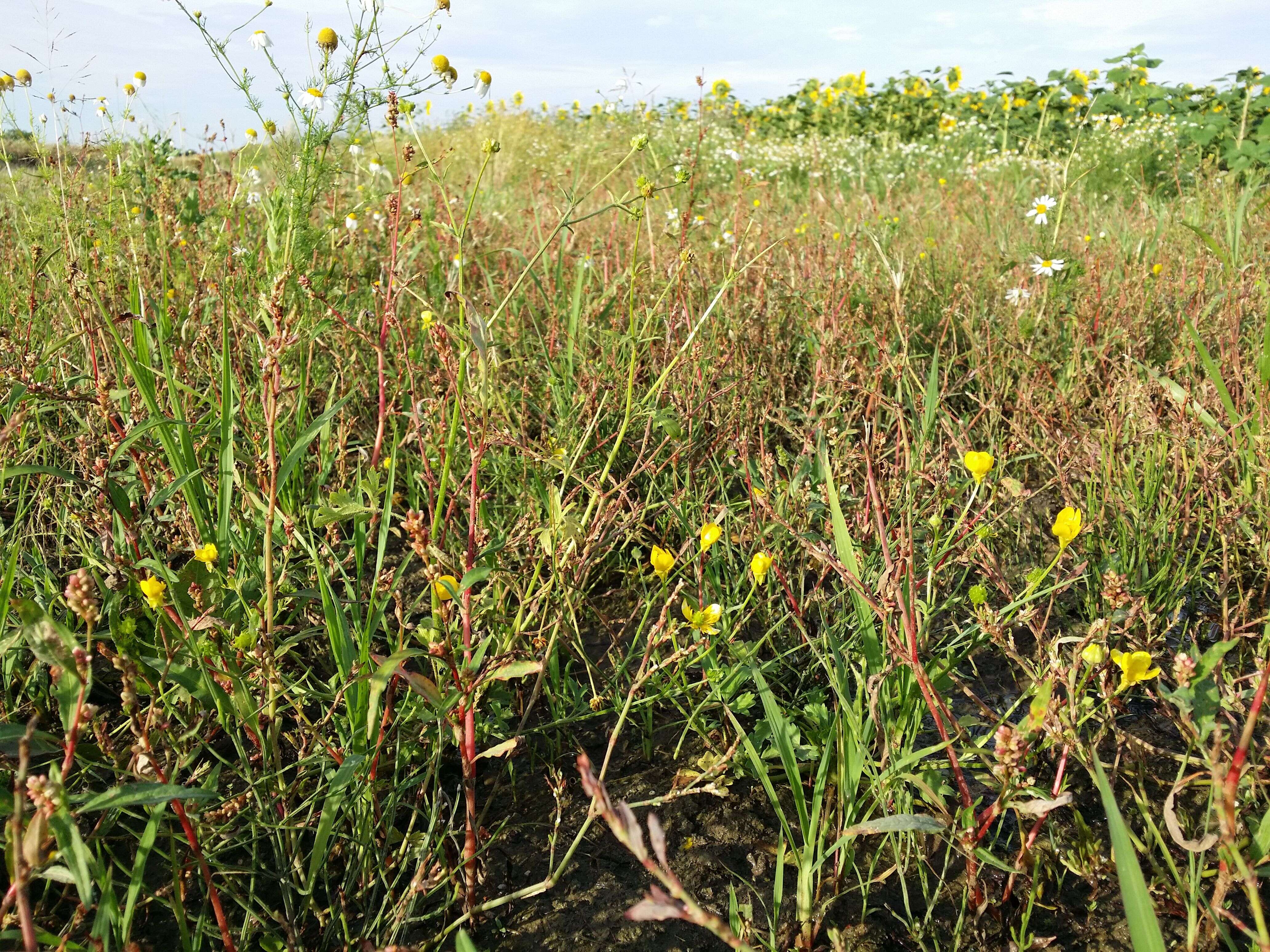 Image of hairy buttercup