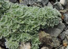 Image of Helichrysum milfordiae Killick