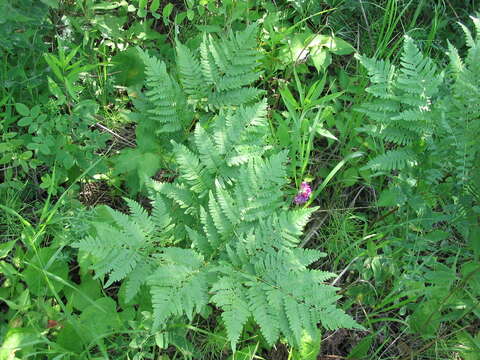 Image of Bracken