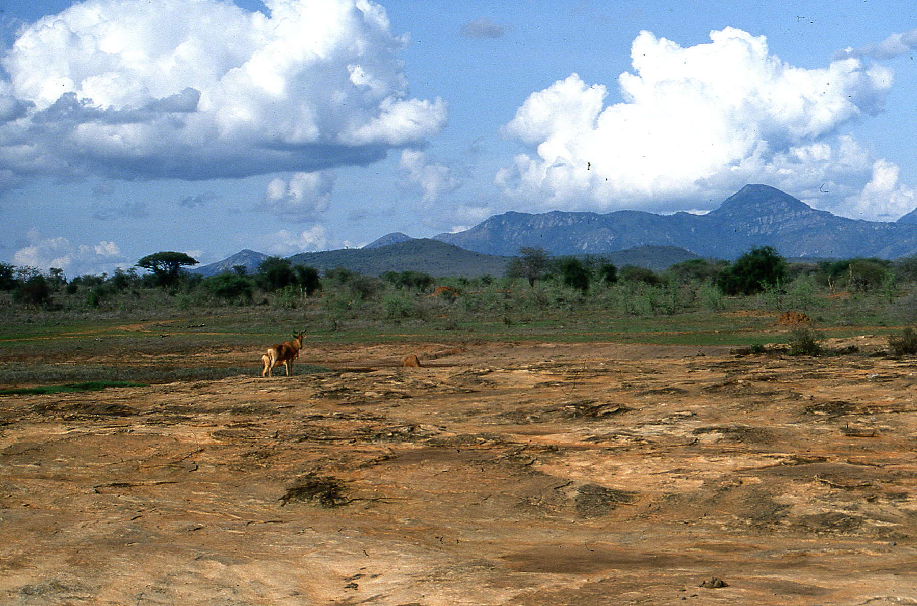 Image of Coke's Hartebeest