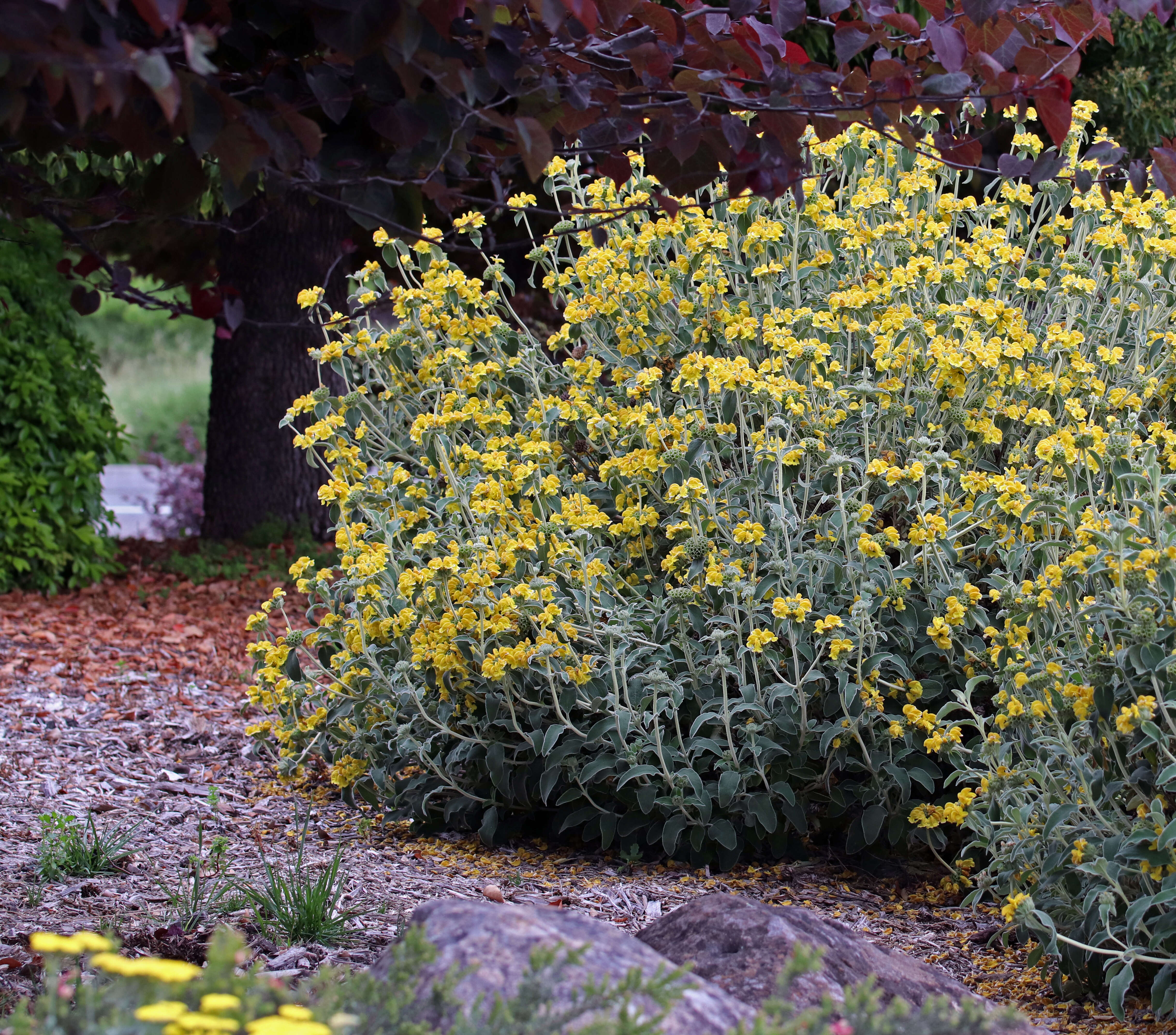 Image of shrubby Jerusalem sage