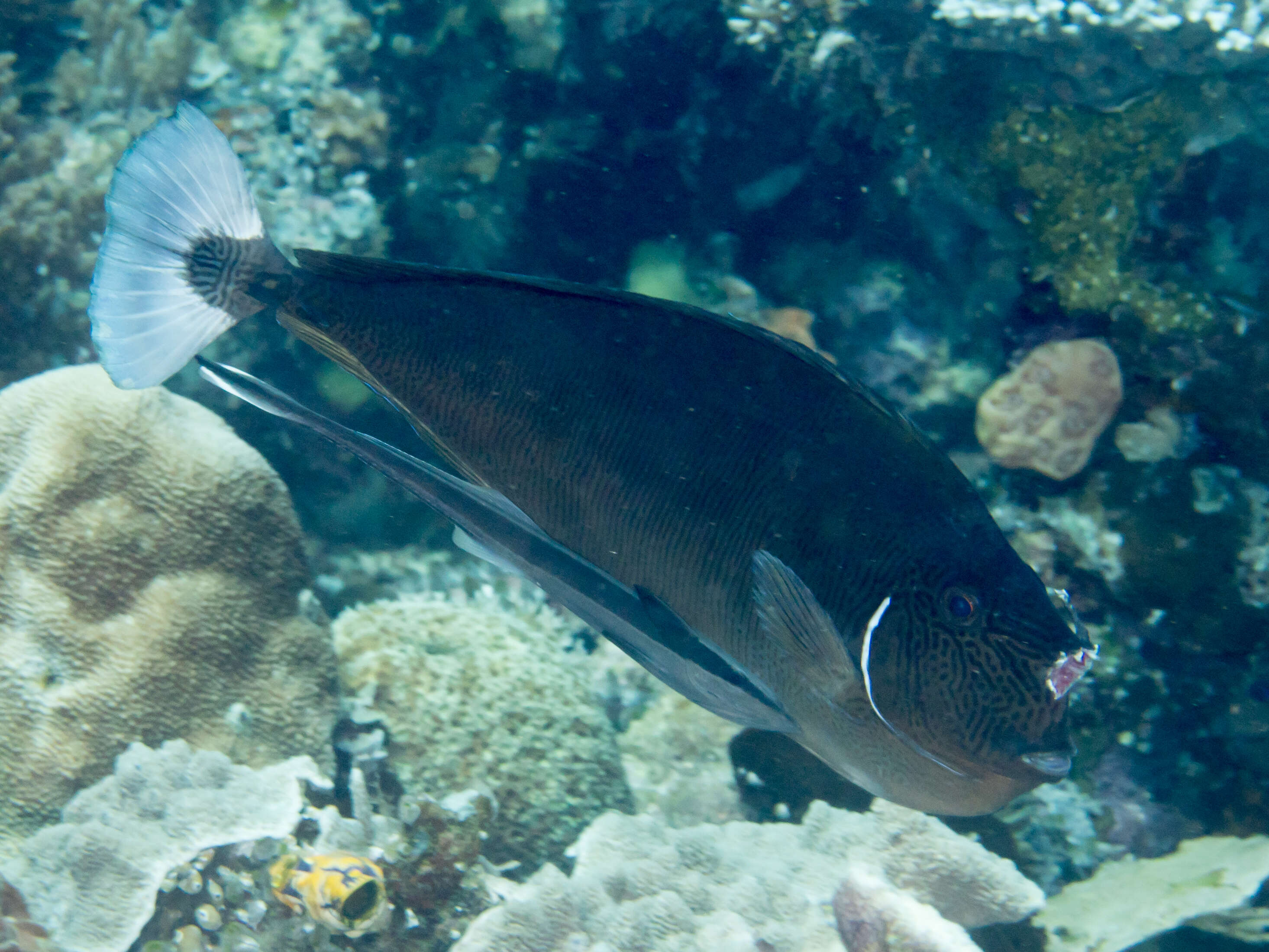 Image of Brown Unicornfish