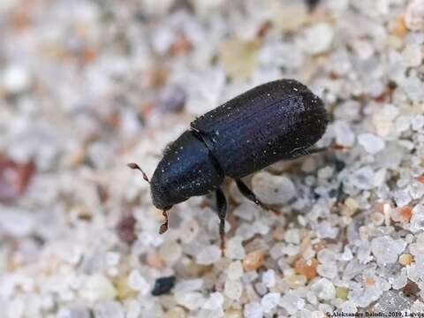 Image of European spruce beetle