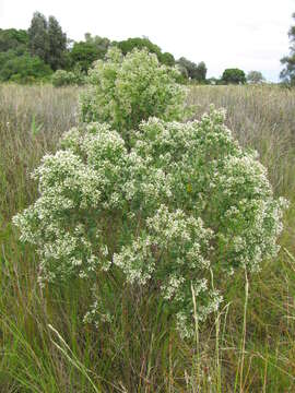 Image of Groundsel Bush