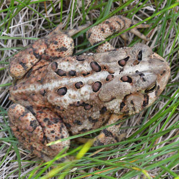 Image of American Toad