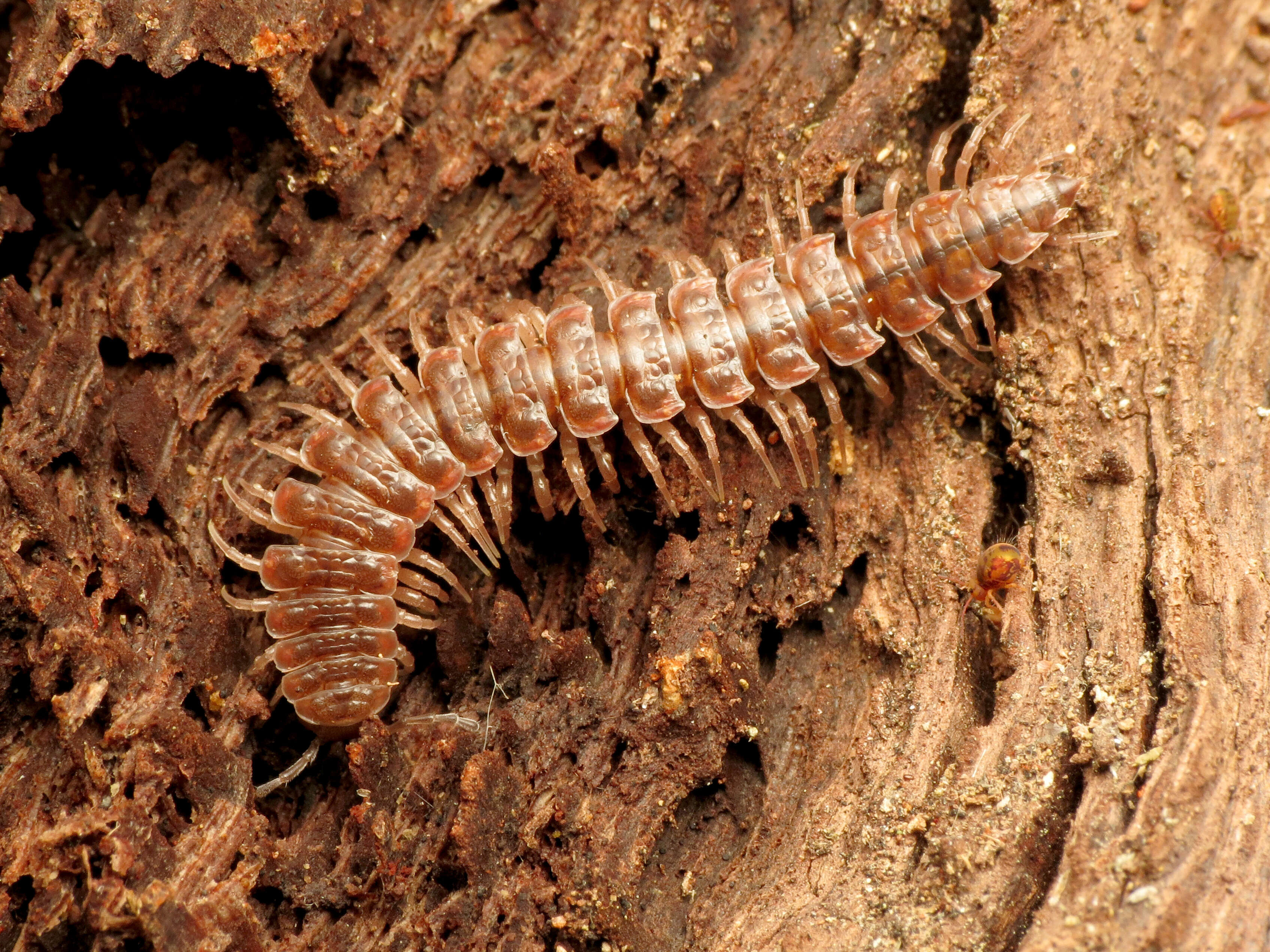 Image of Pseudopolydesmus