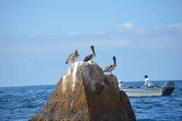 Image of California brown pelican