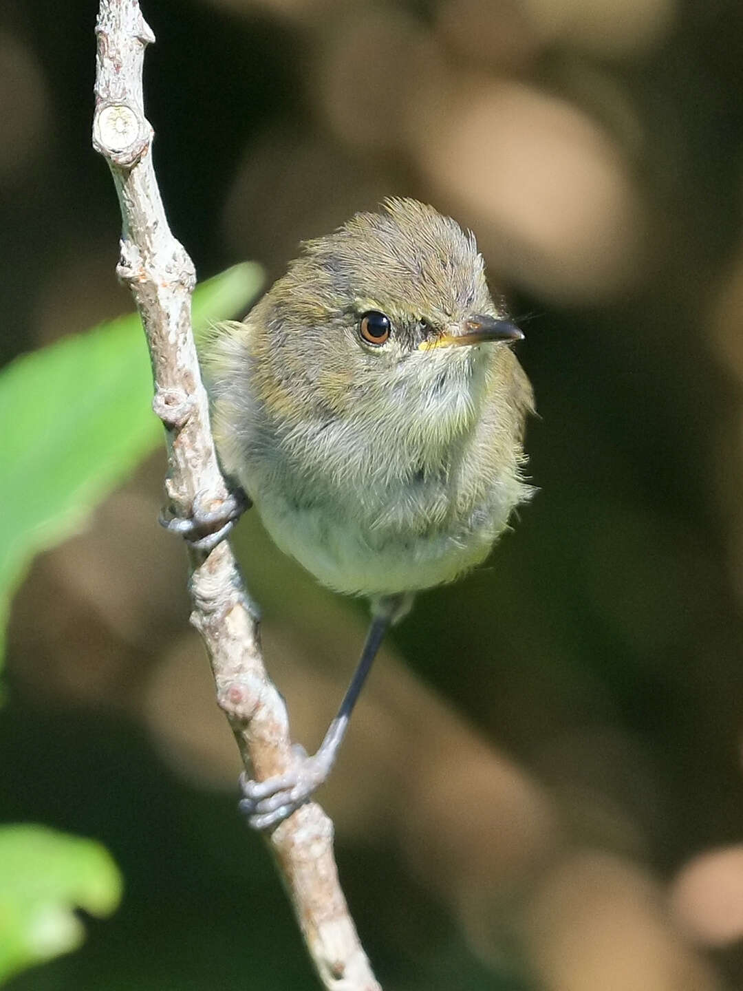 Image of Grey Gerygone