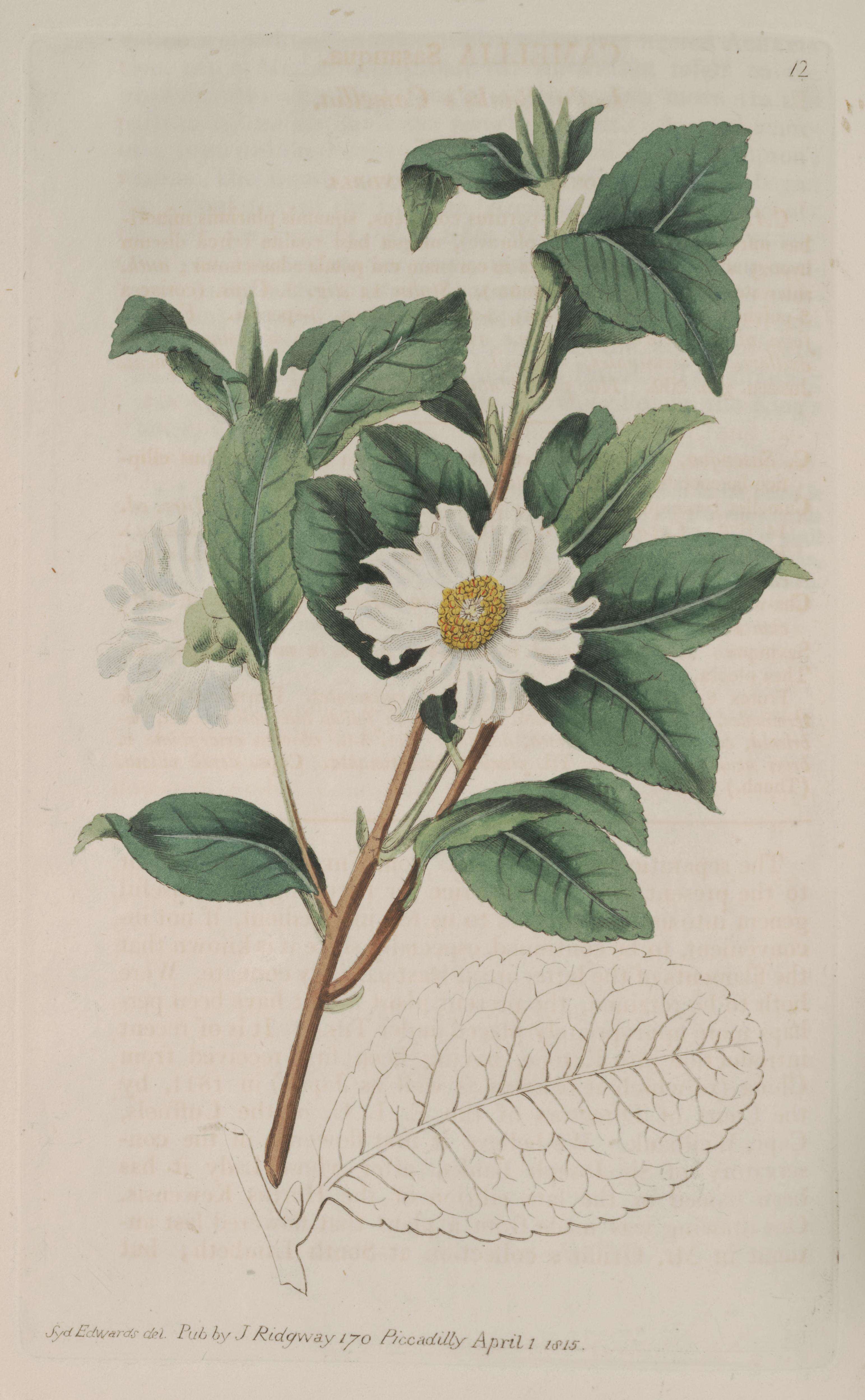 Image of Camellia sasanqua