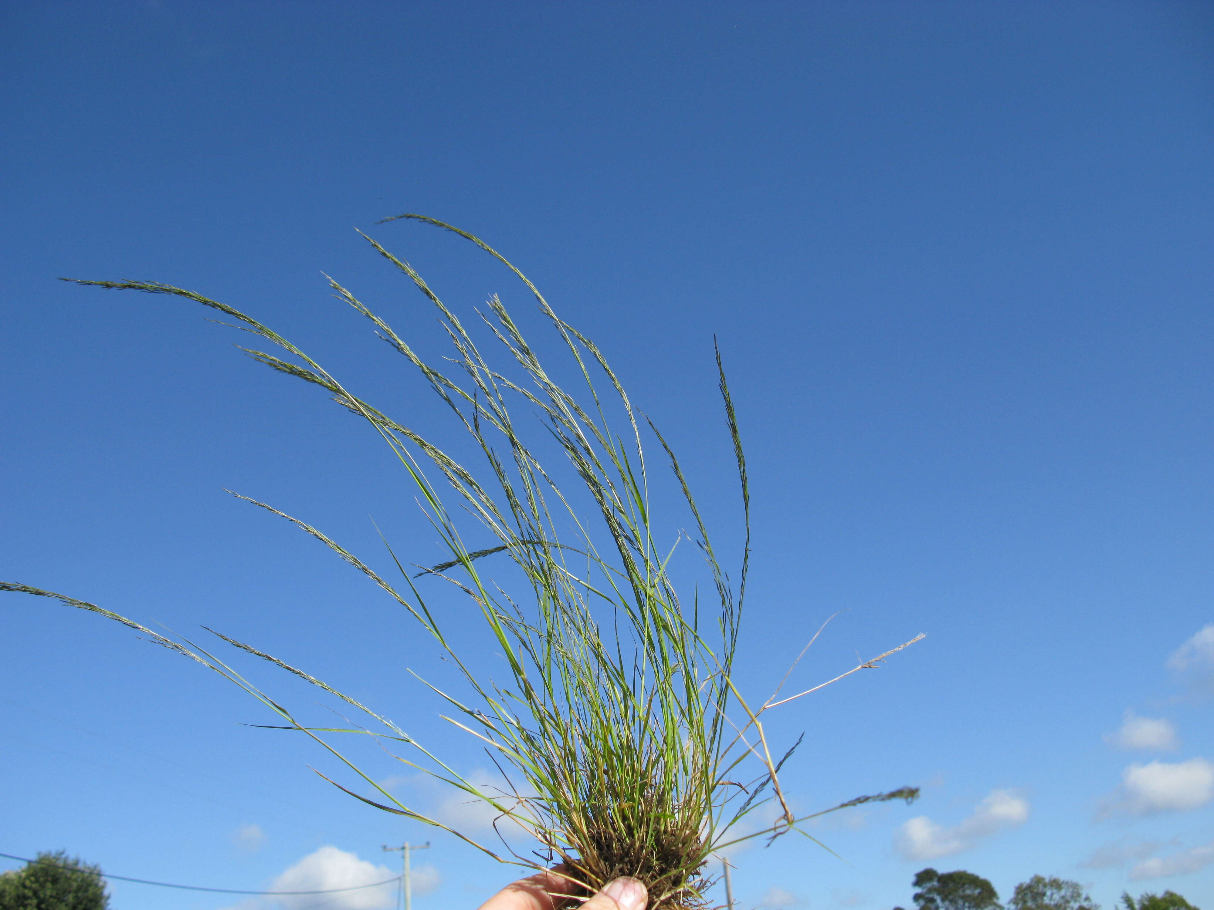 Image de Eragrostis parviflora (R. Br.) Trin.