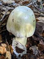 Image of Death cap