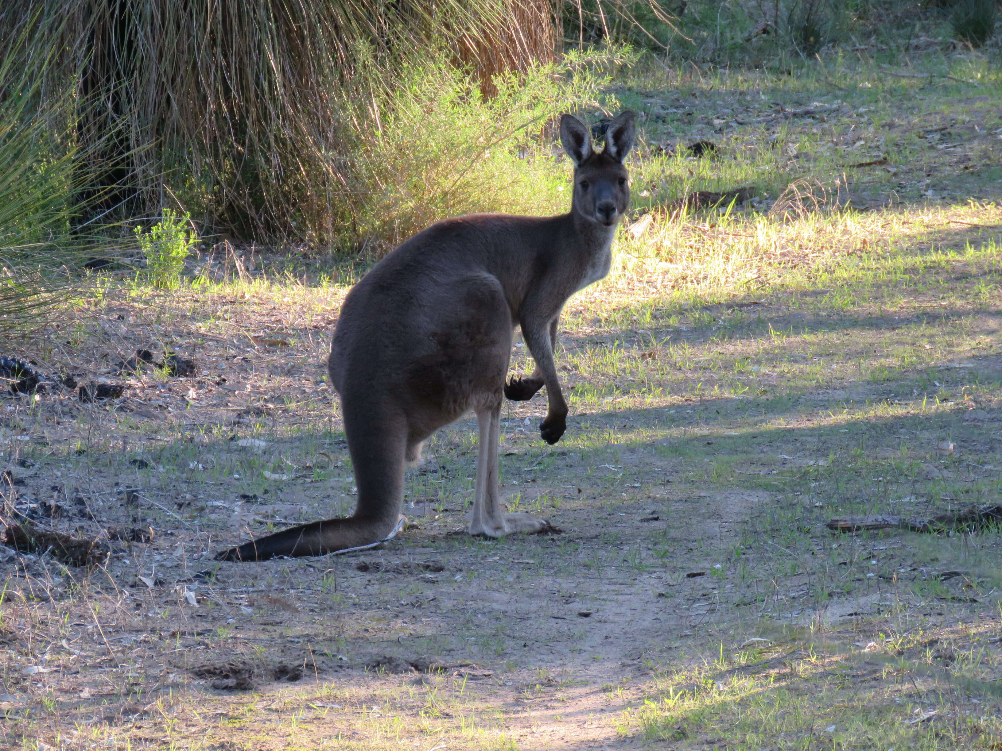 Macropus fuliginosus (Desmarest 1817) resmi