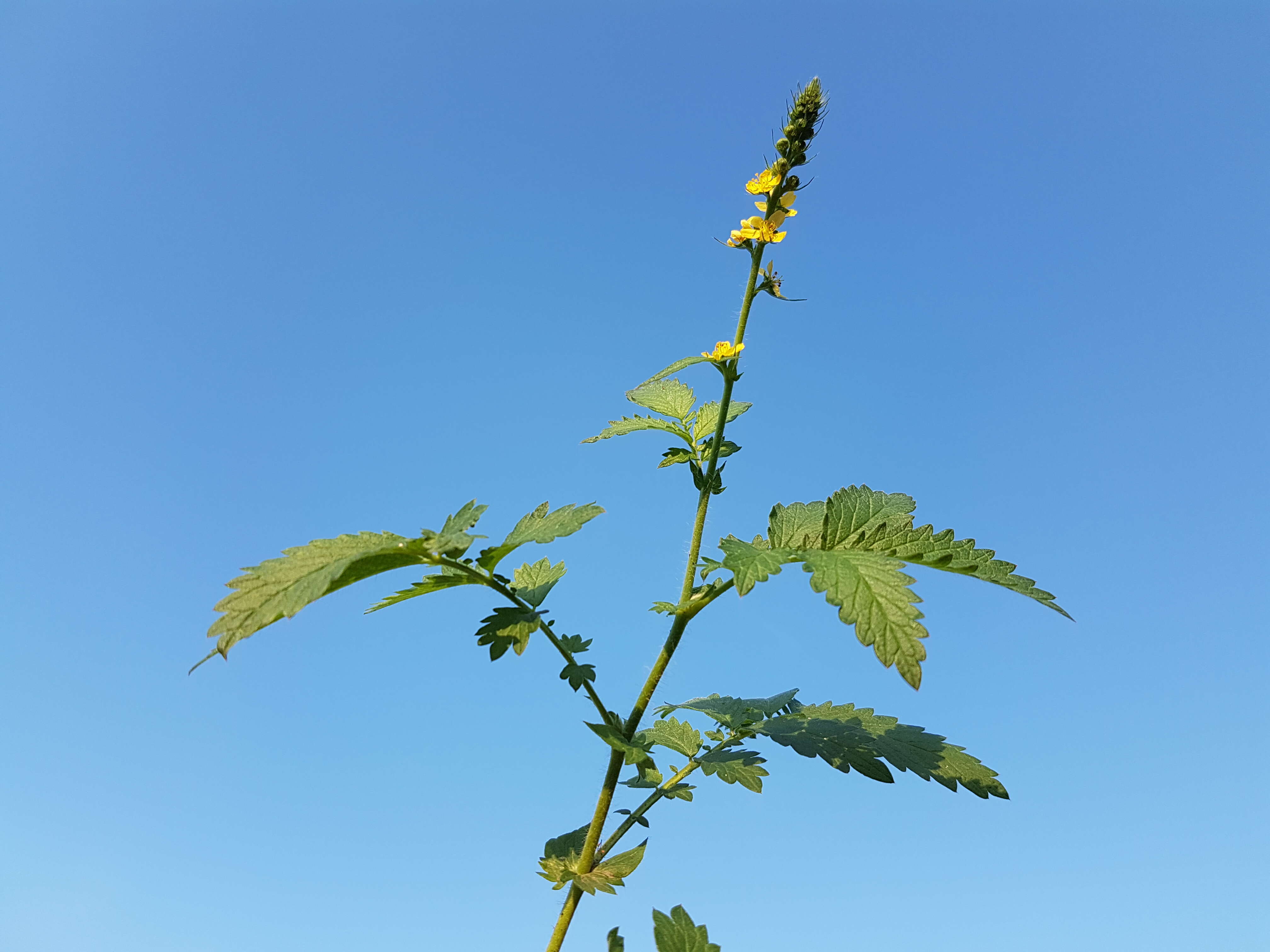 Image of fragrant agrimony