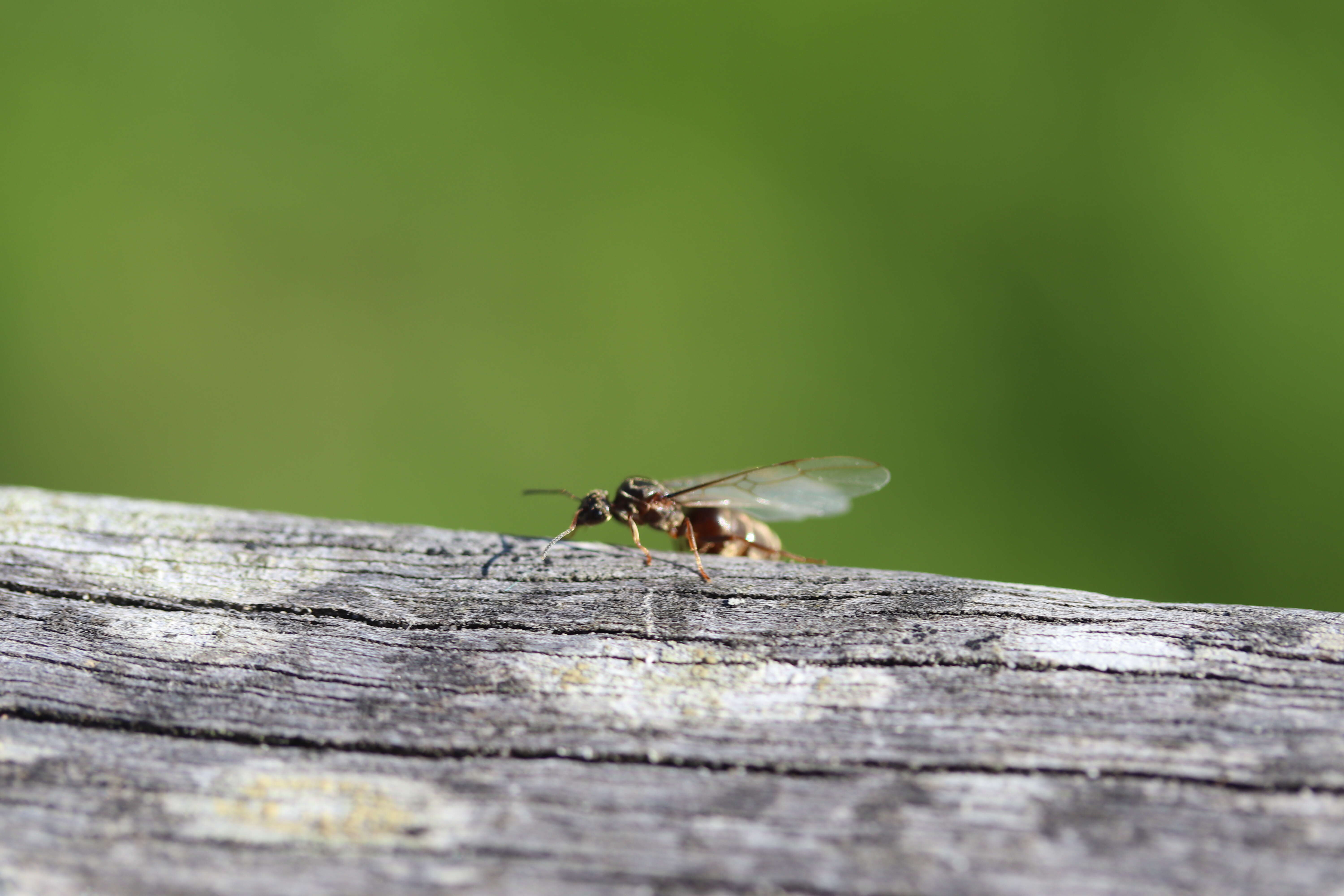 Image of Small black ant