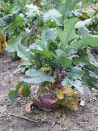 Image of kohlrabi