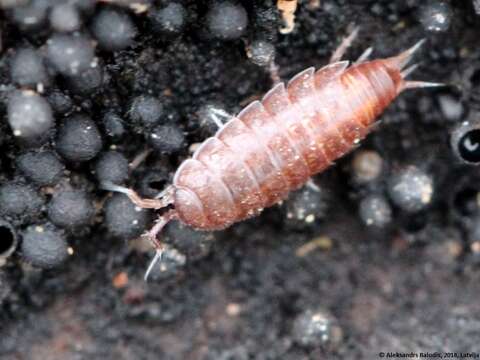 Image of common pygmy woodlouse