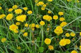 Image of Common Dandelion