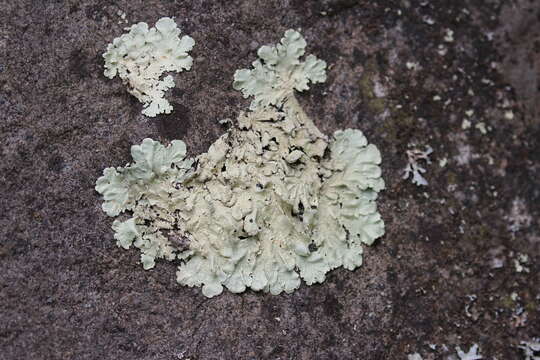 Image of Common greenshield lichen