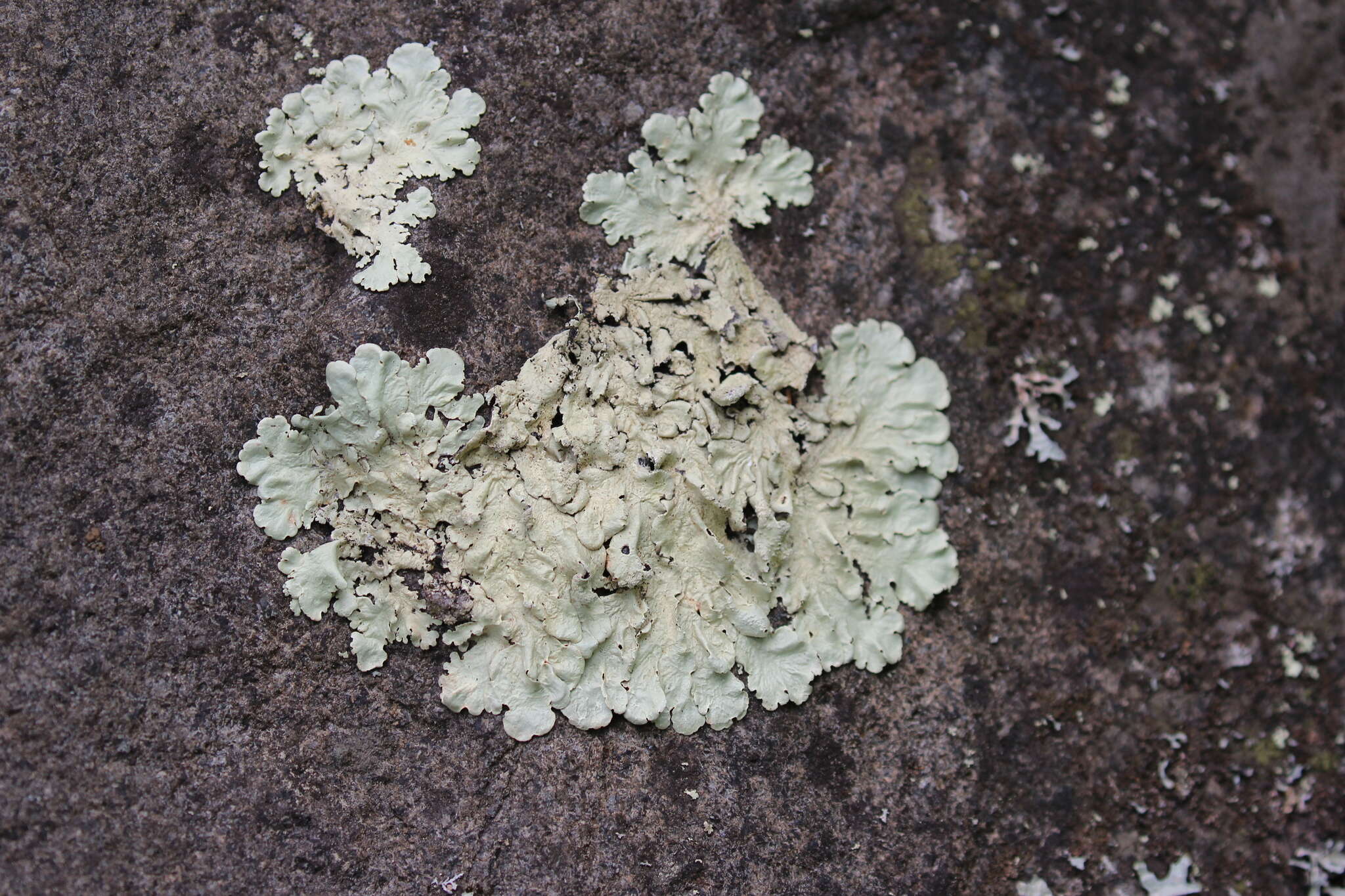 Слика од Flavoparmelia caperata (L.) Hale