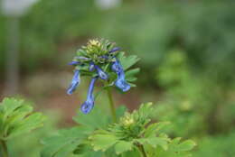 Image of blue corydalis