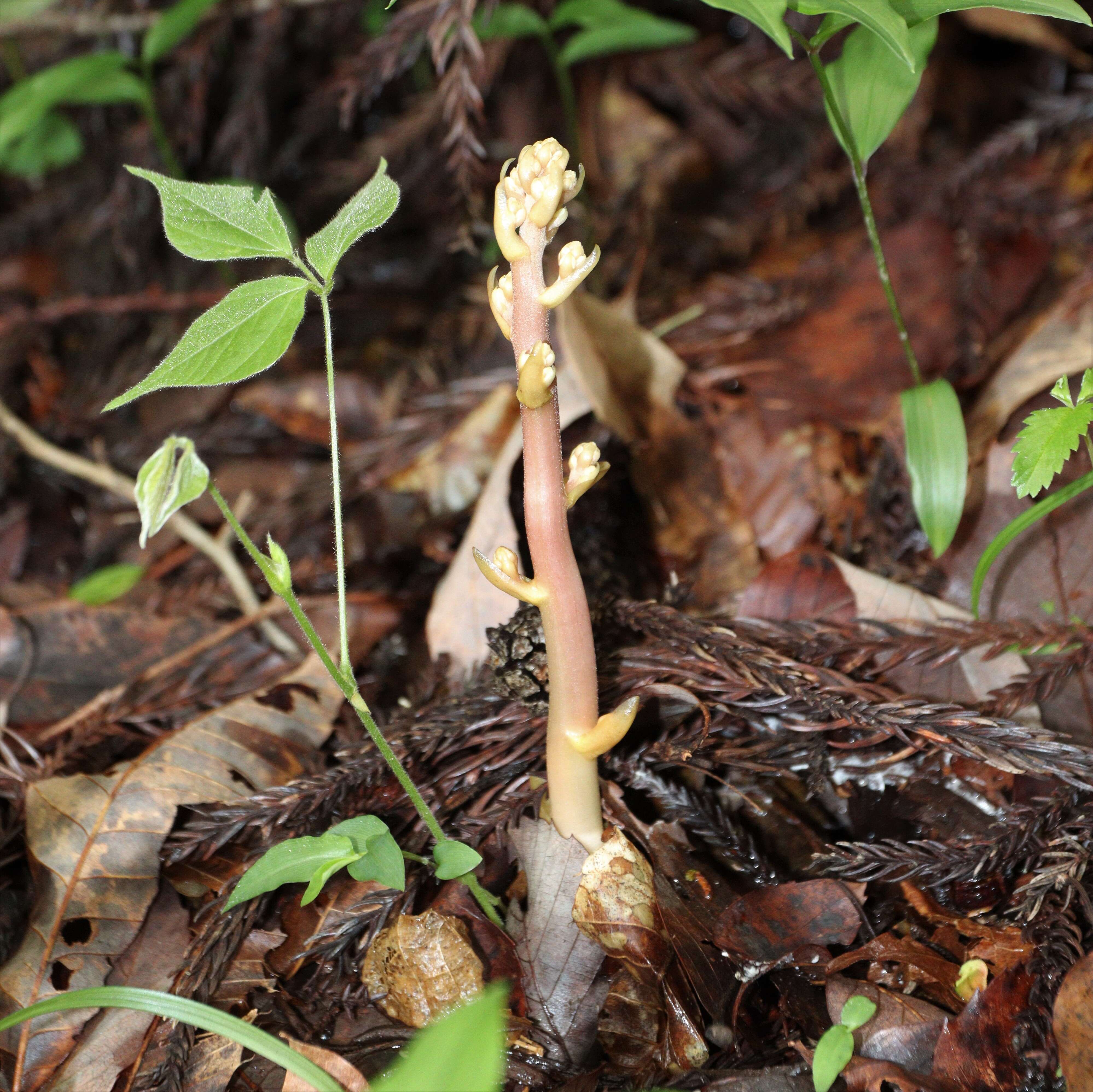 Image of Cyrtosia septentrionalis (Rchb. fil.) Garay