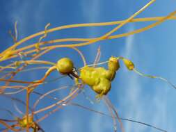 Image of Cuscuta campestris