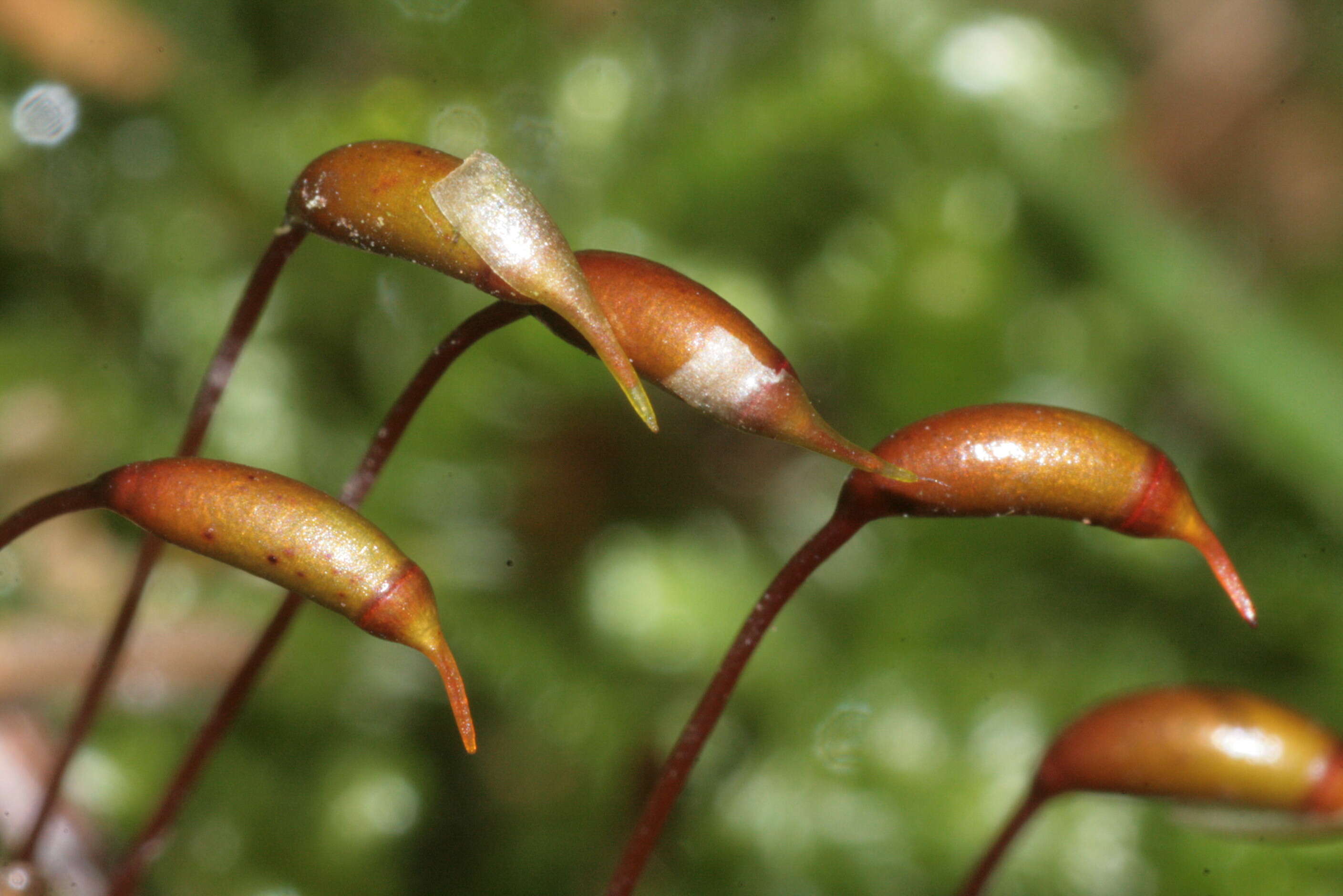 Image of common striated feather-moss