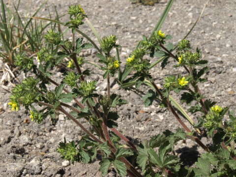 Image of brook cinquefoil