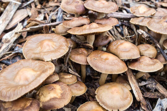 Agrocybe sororia (Peck) Singer 1978 resmi