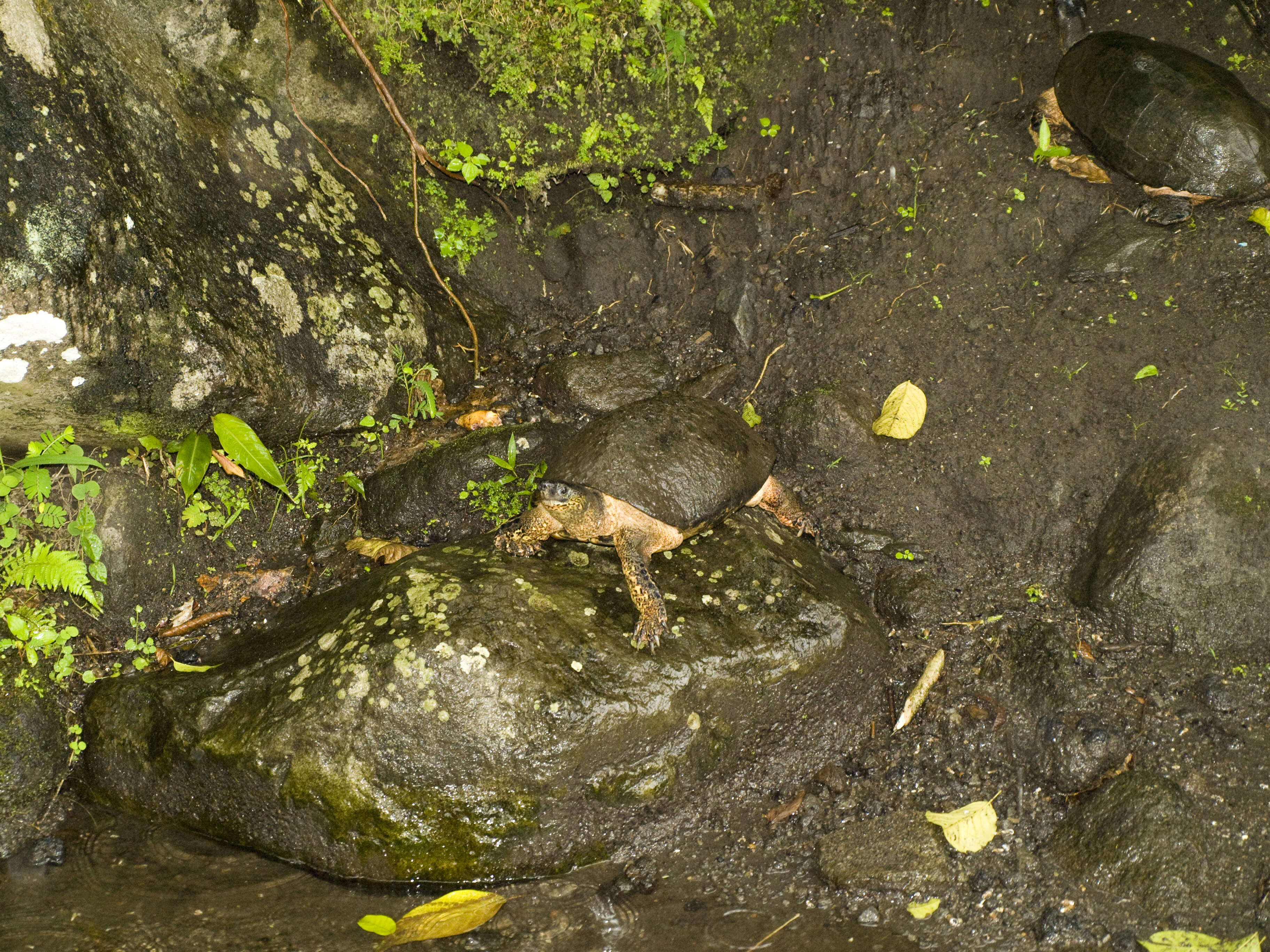 Image of Black River Turtle