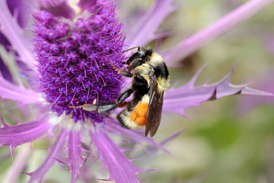 Image of Tricolored Bumble Bee