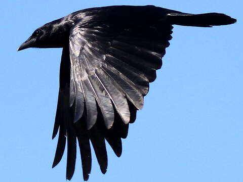 Image of Fish Crow