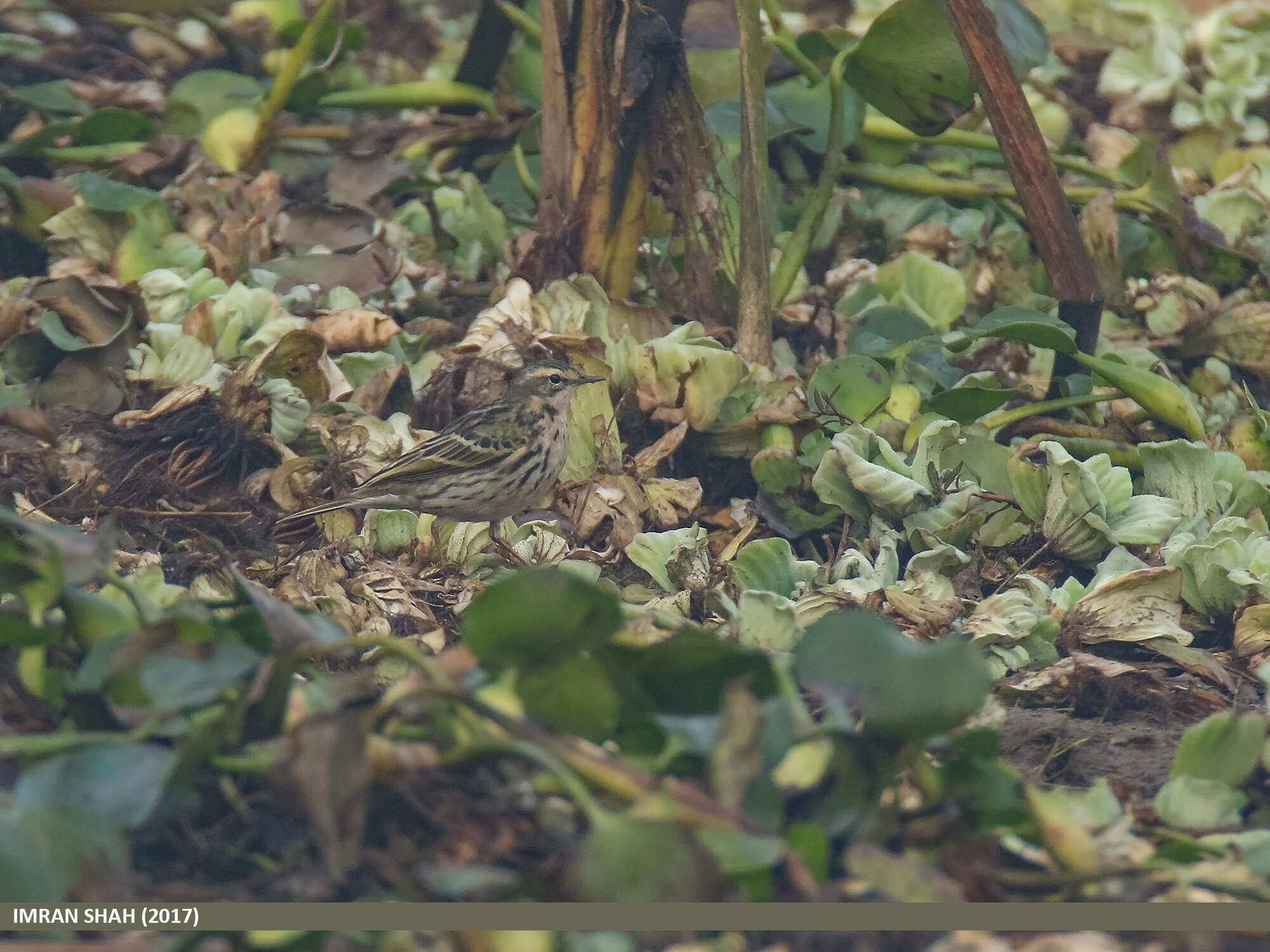 Image of Rosy Pipit