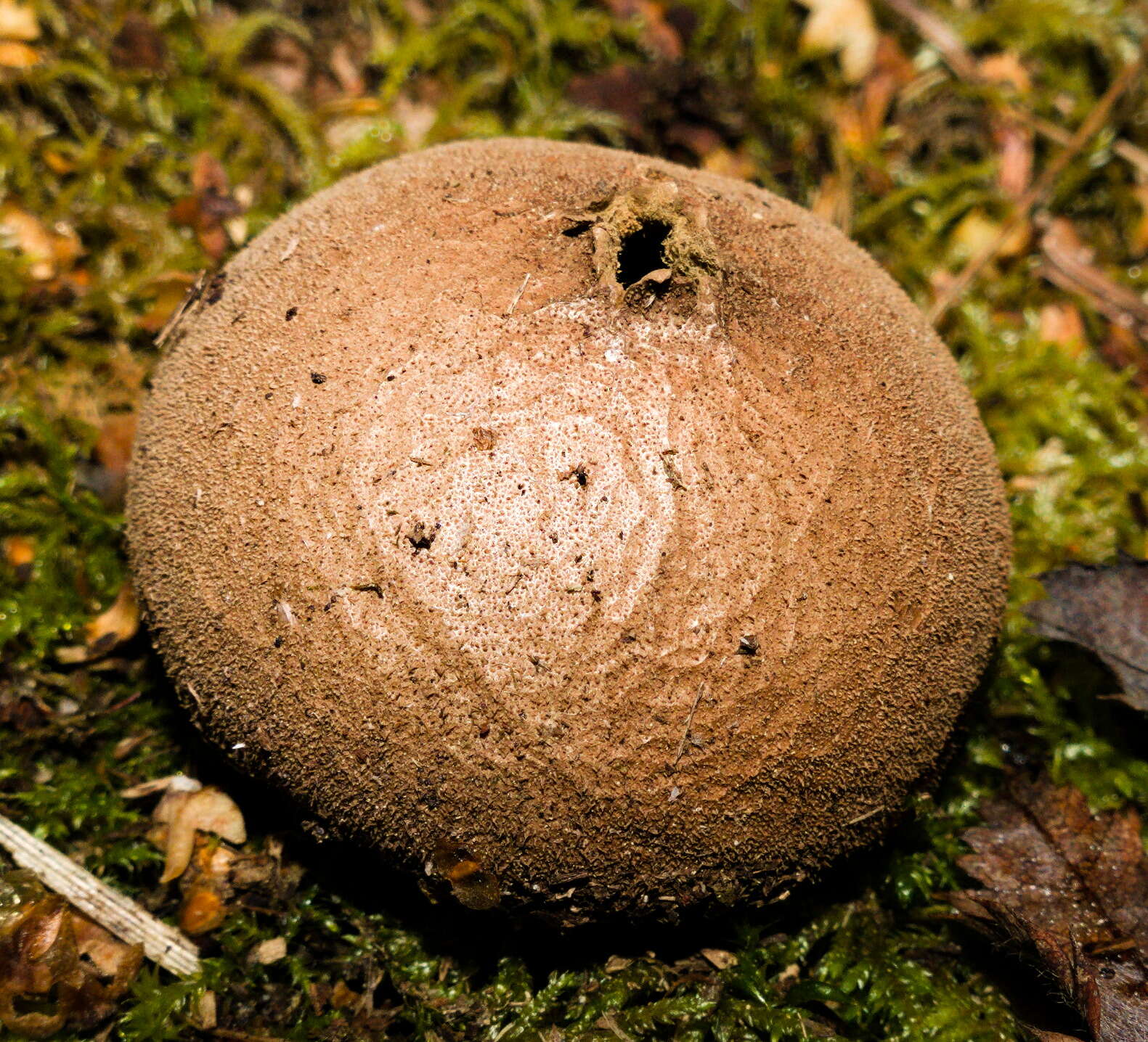 Imagem de Lycoperdon