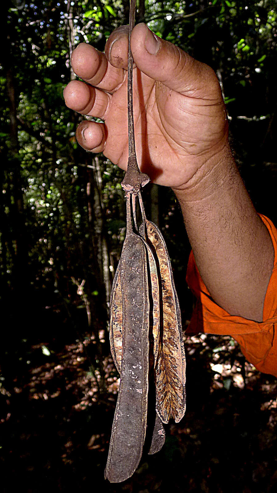 Image of Parkia pendula (Willd.) Walp.