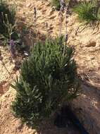 Image of French lavender