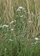 Image of Sneezeweed