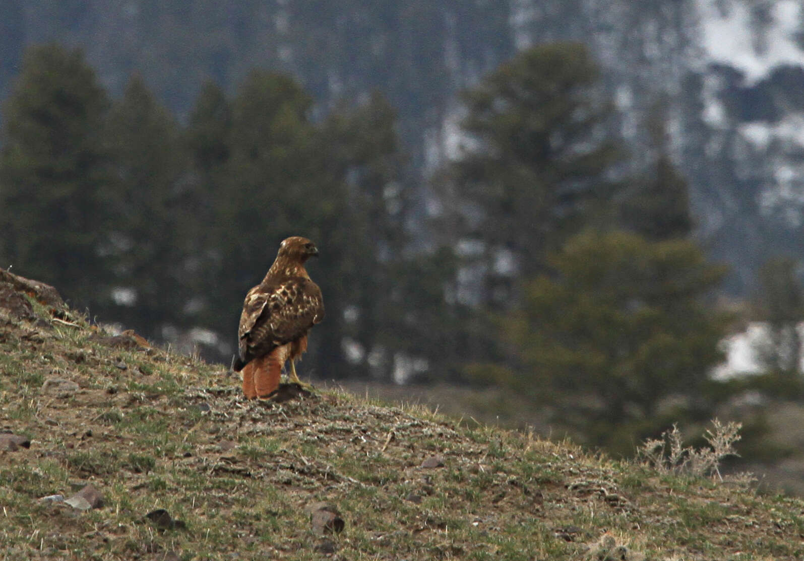 Image of Red-tailed Hawk