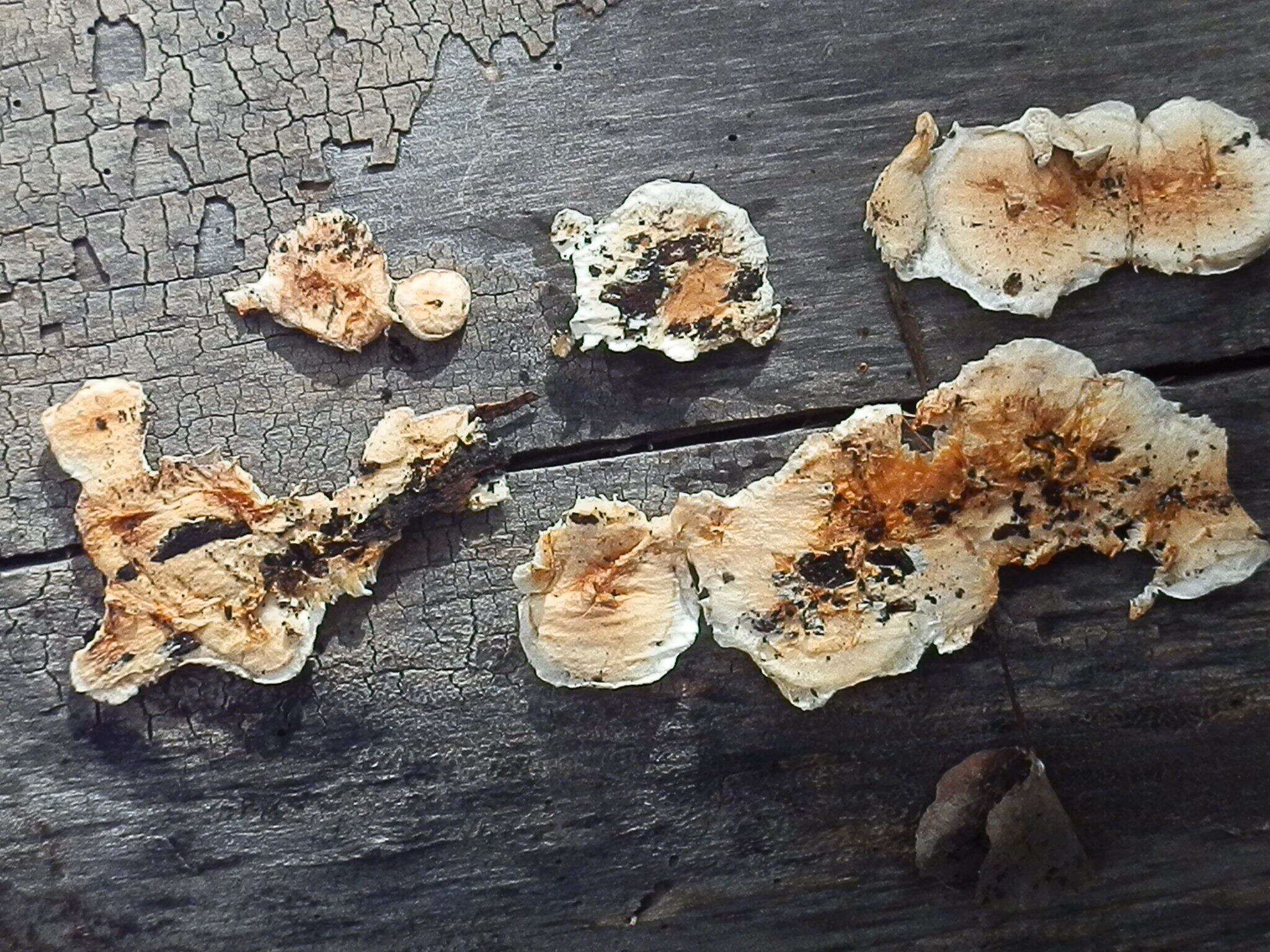 Image of Pycnoporellus spp.