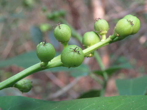 Croton persimilis Müll. Arg.的圖片