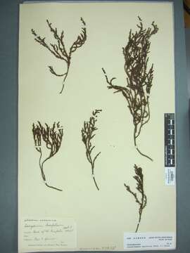 Image of Lepidothamnus laxifolius (Hook. fil.) Quinn