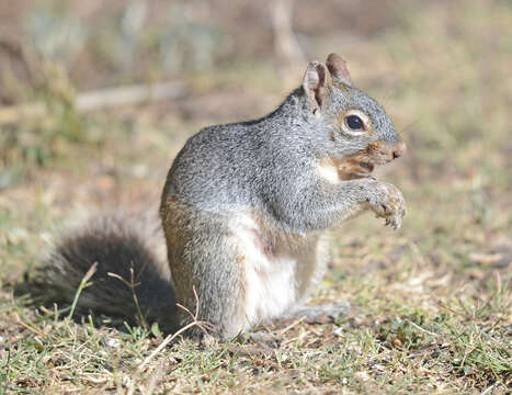 Image of Arizona Gray Squirrel