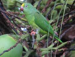 Image of Tui Parakeet