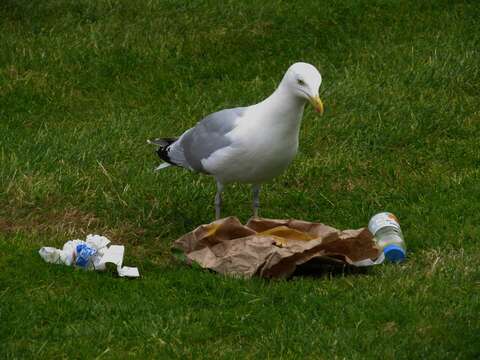 Image of European Herring Gull