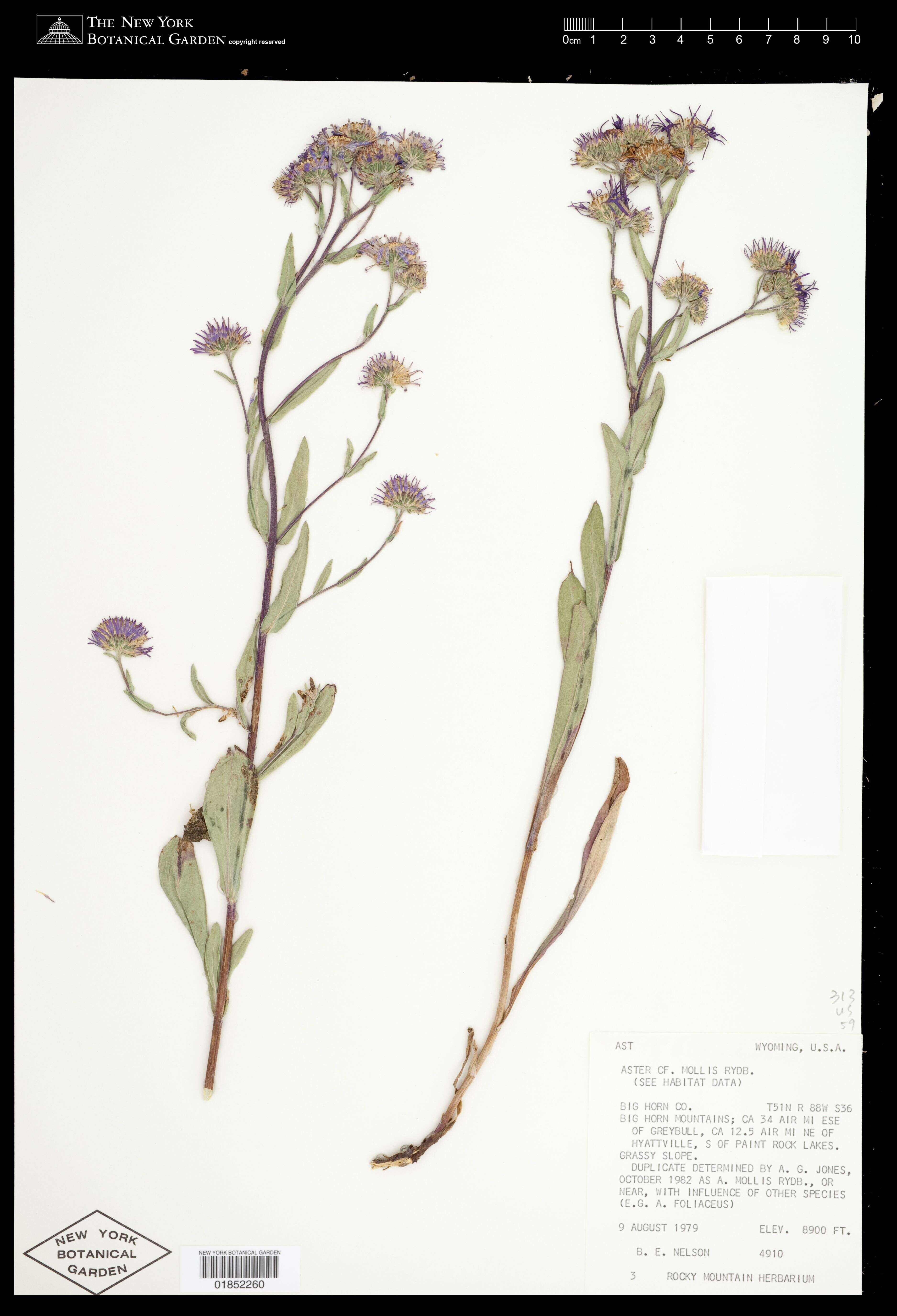 Image of soft aster