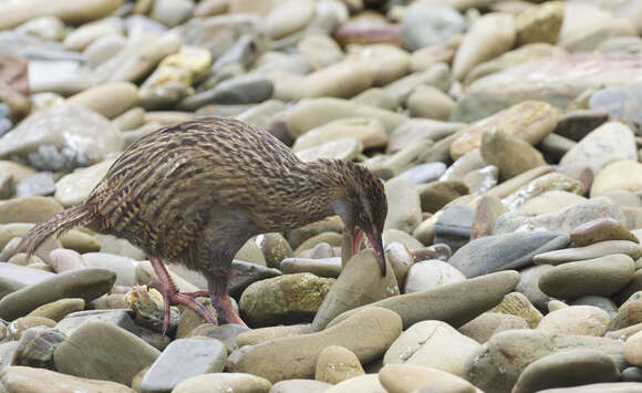 Image of Weka