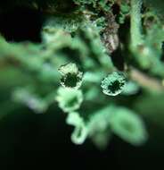 Image of cup lichen